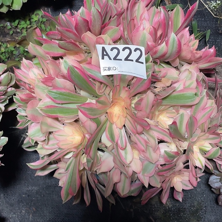 222女神法师3-5花花