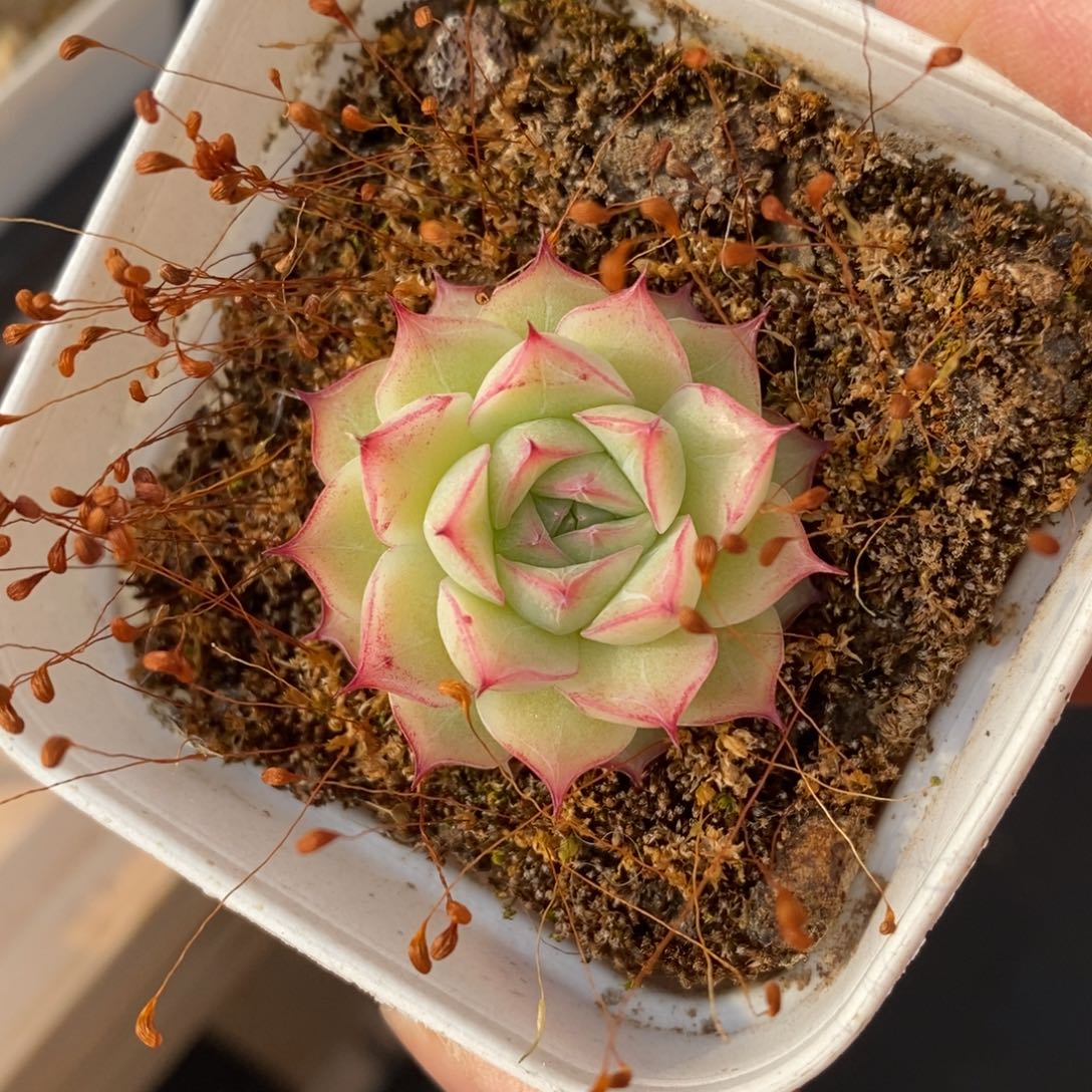 精品多肉一物一拍不包整37