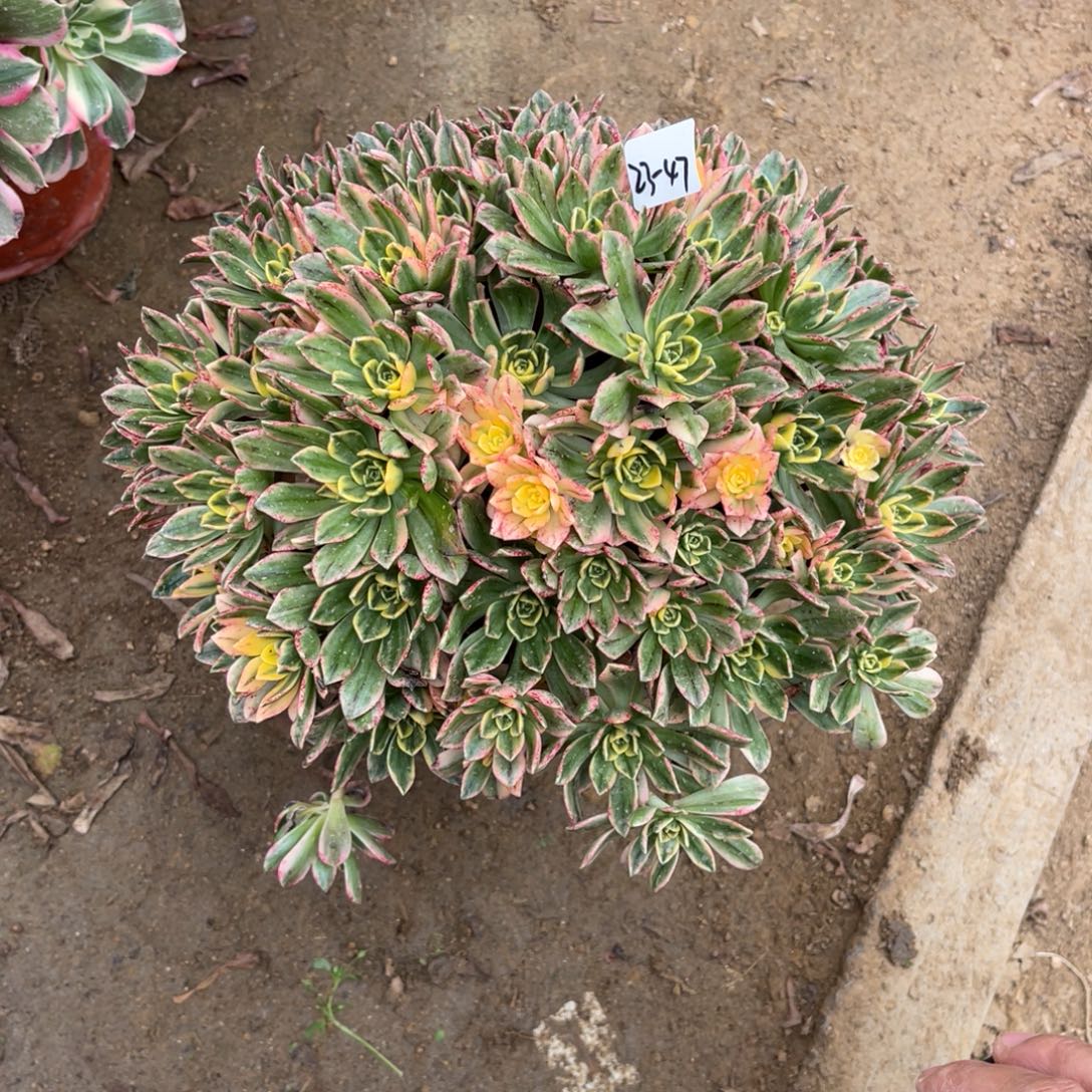 12-23-47甜茶法师锦