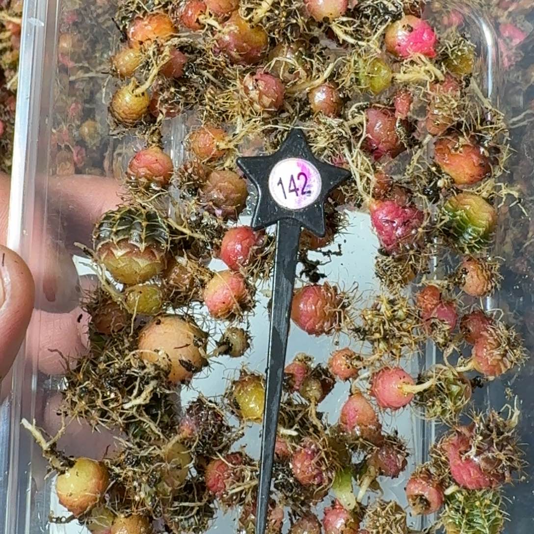 米哈实生自然锦练手球142