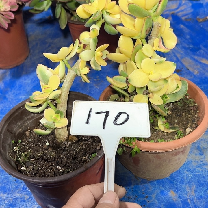 此**爱多肉植物组合2个