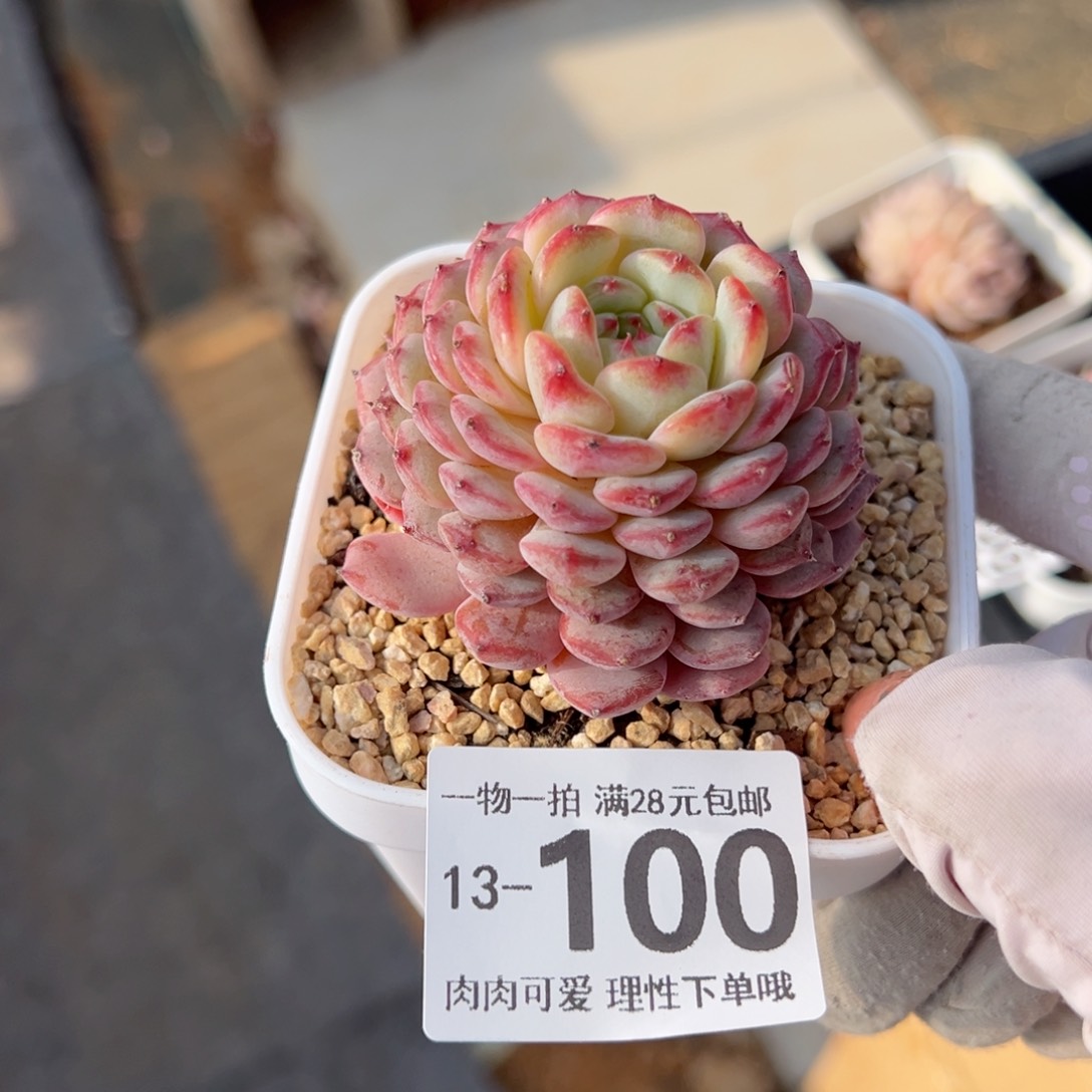 白胖子多多肉多肉