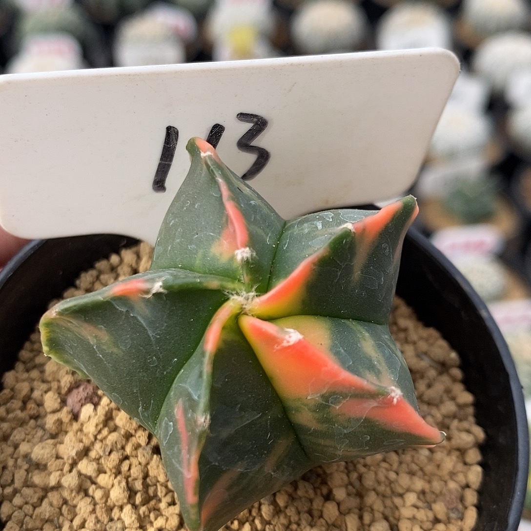 113栾凤玉锦系列丛
