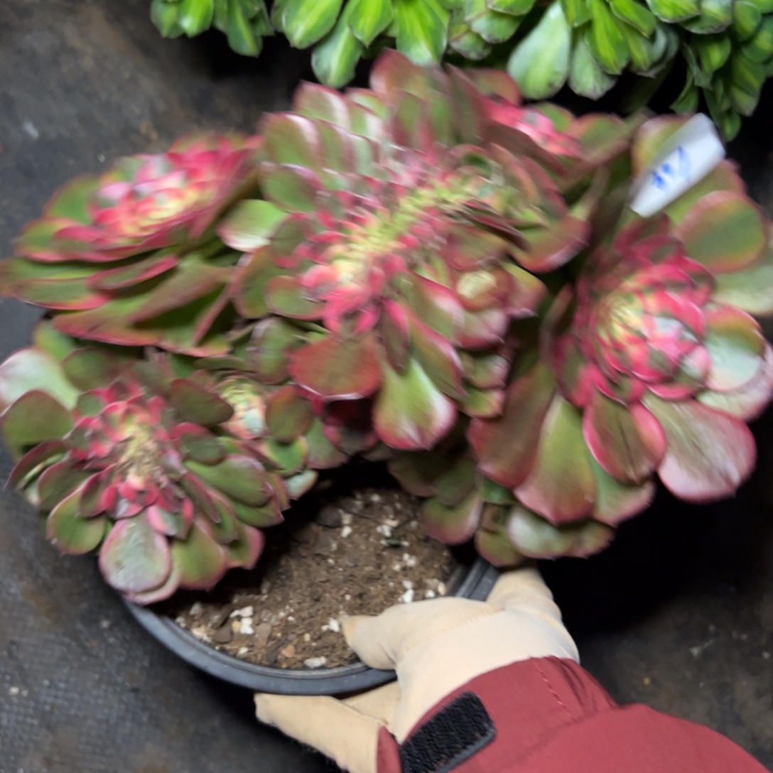 307荔枝缀多肉嘻嘻嘻