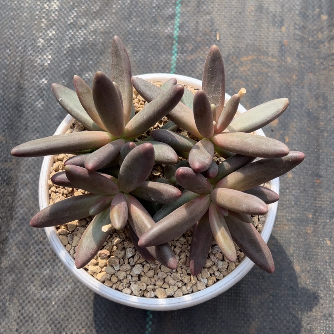 寄养121333333333333