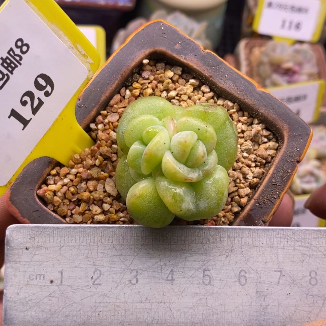 8129绿体糖心石化母猪体多肉