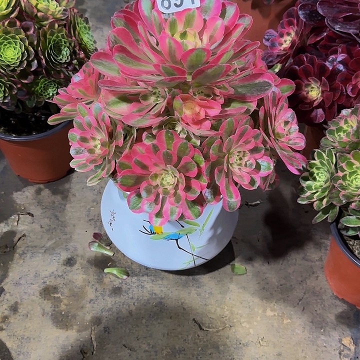 粉女巫89100000000