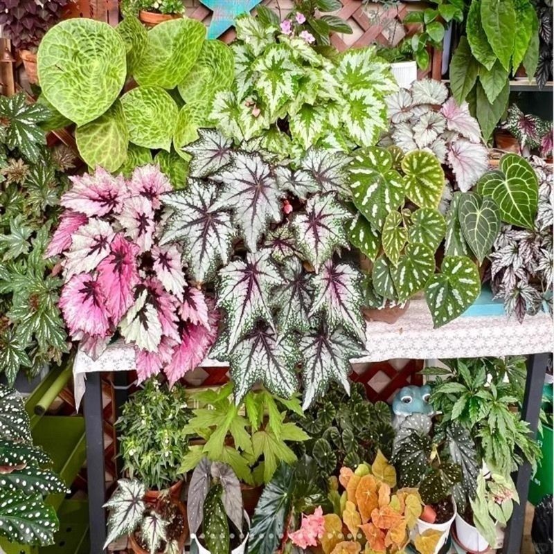 （精品类）耐热好养竹节秋海棠室内网红观叶赏花盆栽
