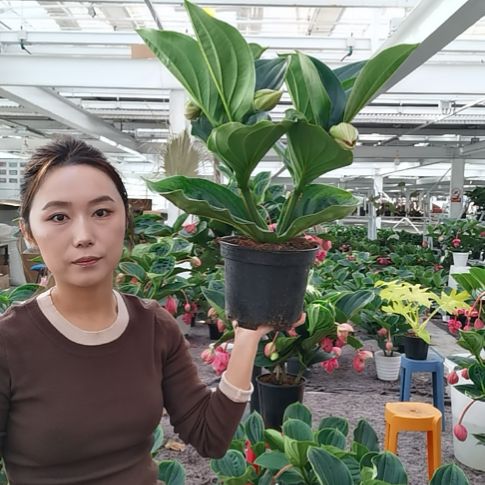 大***葱完全开放4花苞玫红