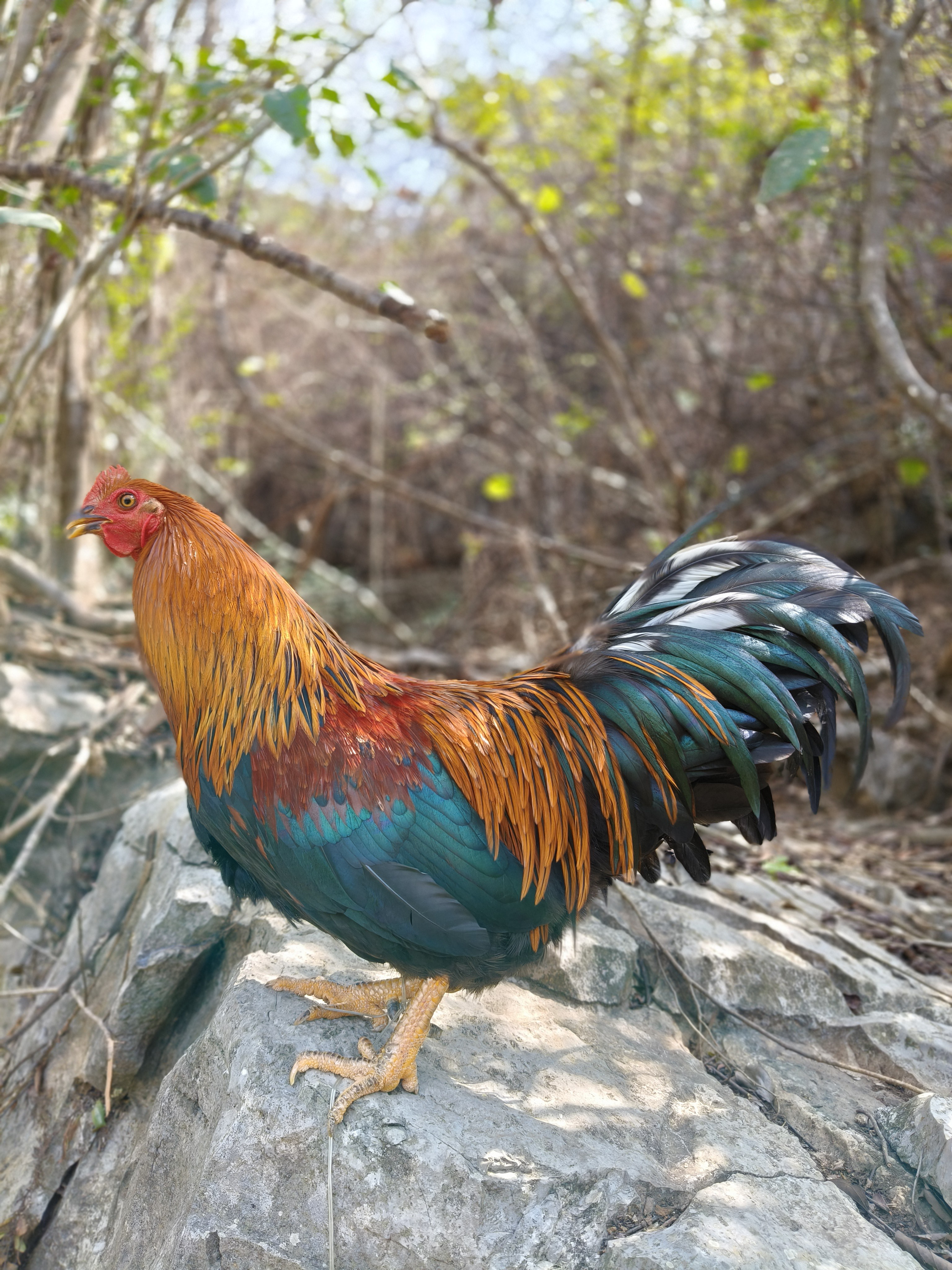 农村自孵散养小种土阉鸡喂玉米稻谷直播间称重改价