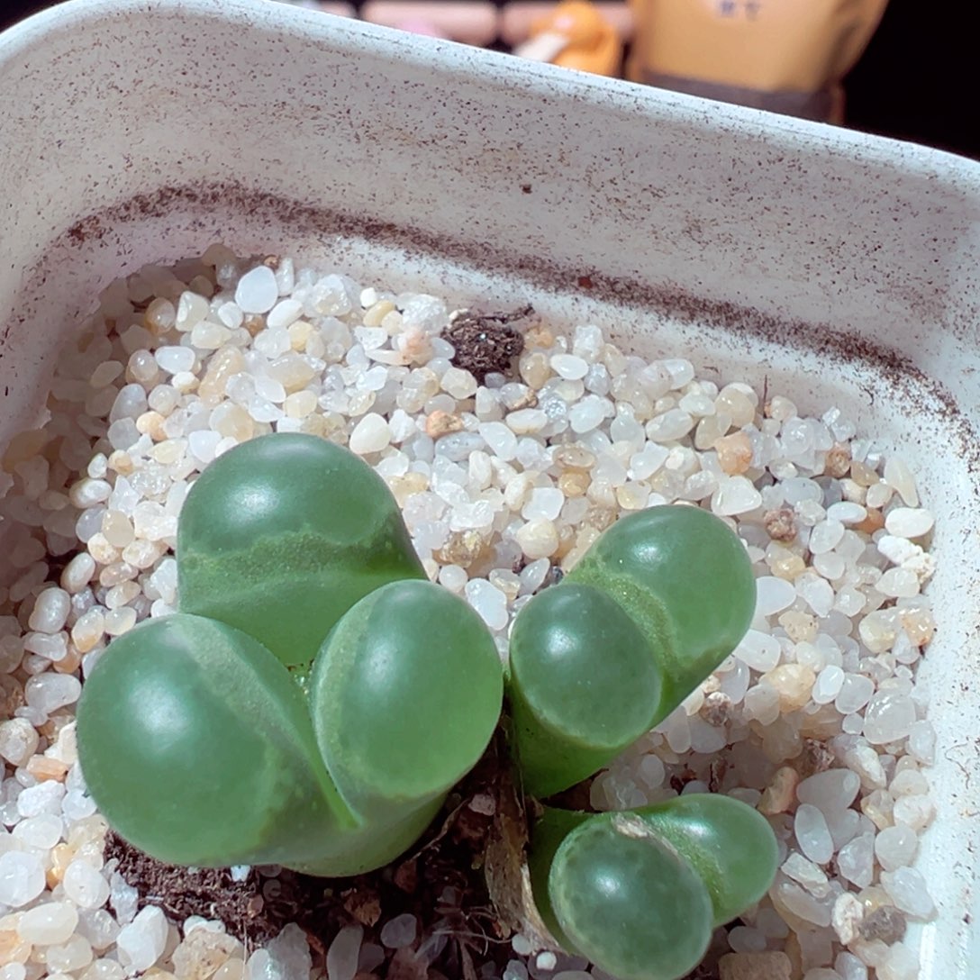 930-269多肉多肉粉樱