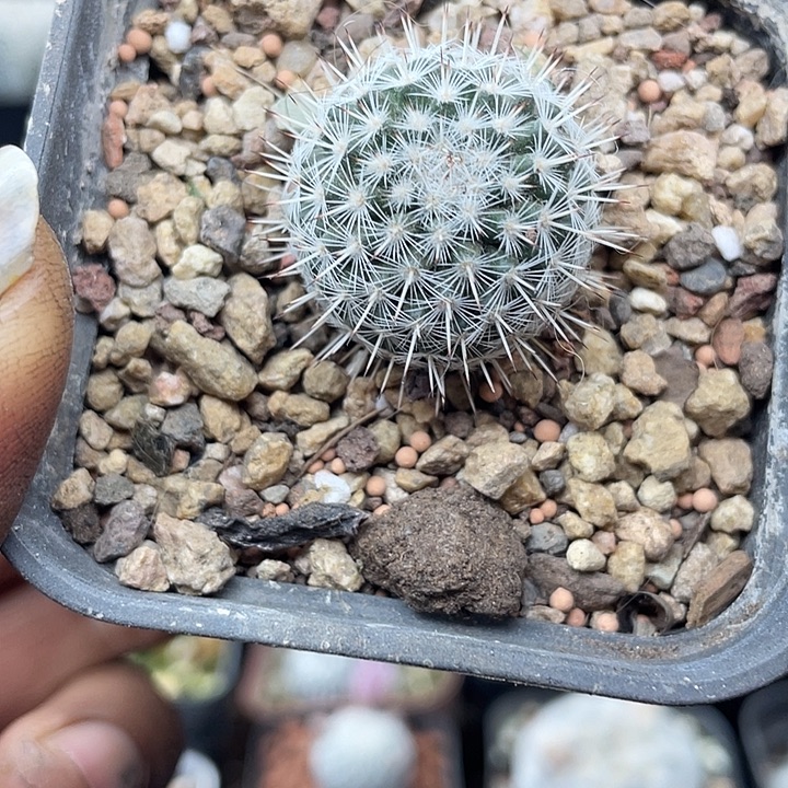 实生白王丸一颗包邮