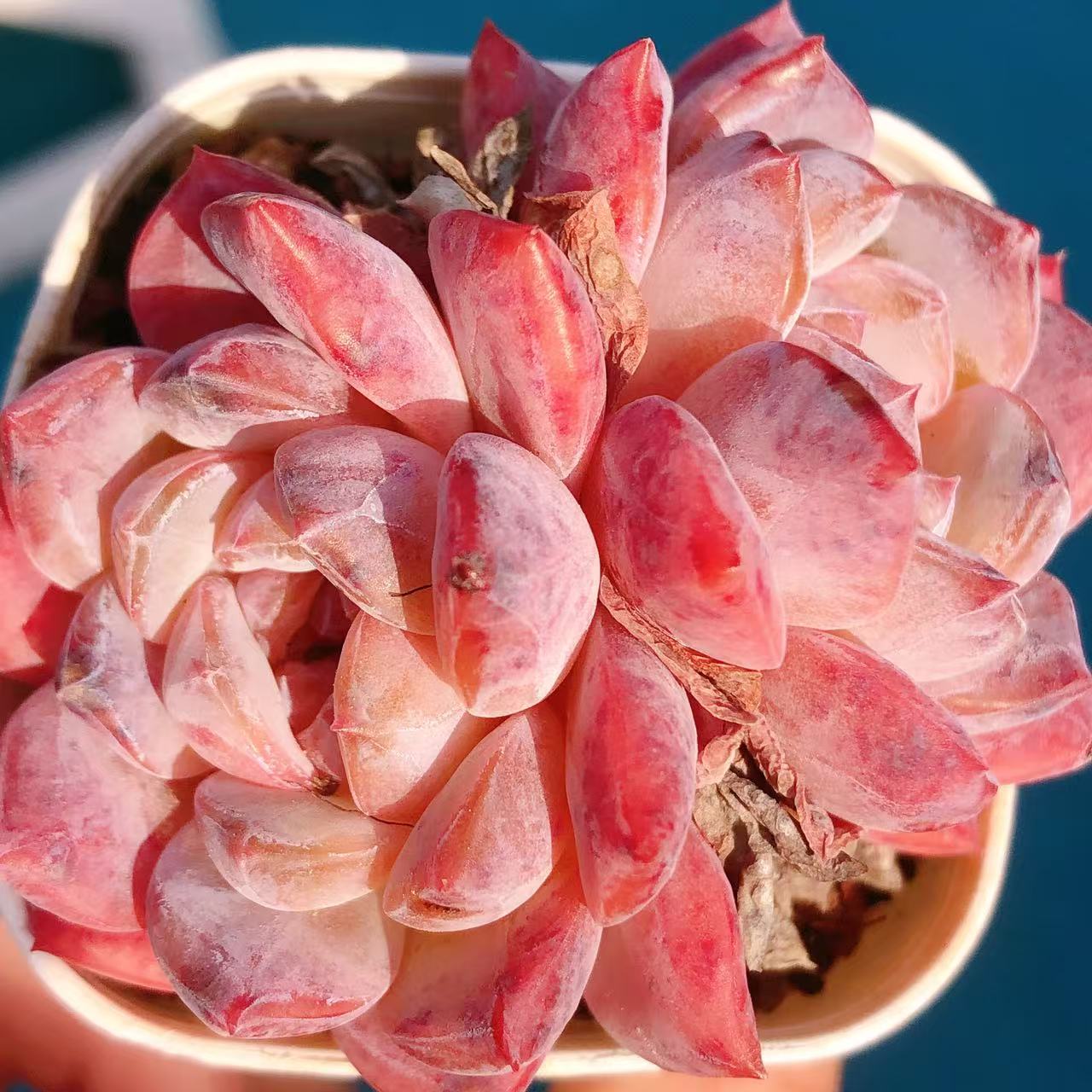 多肉植物     双头西施一颗（尺寸5左右）满28包邮除偏远