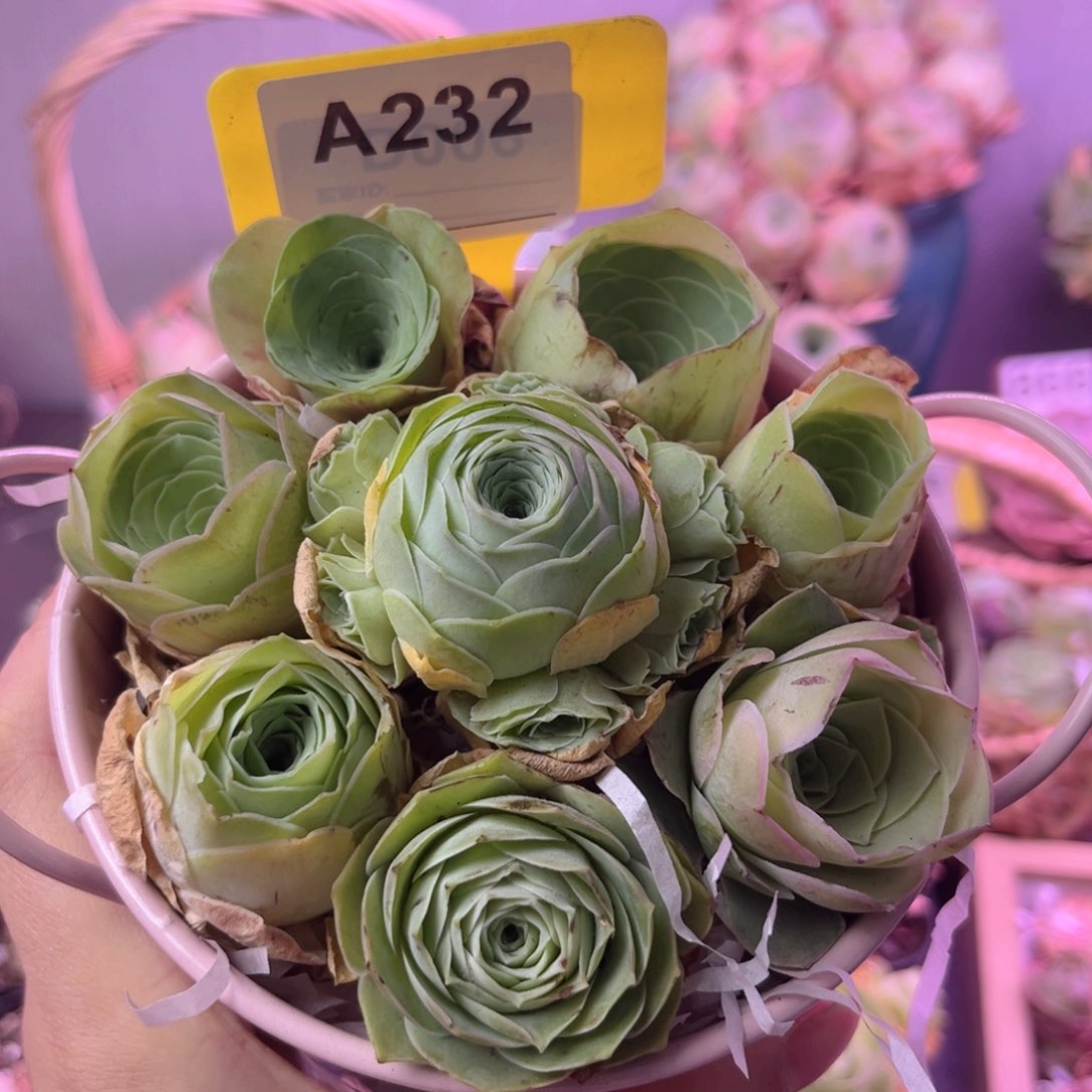 粉铁桶花篮一物一拍A232 8颗 带篮