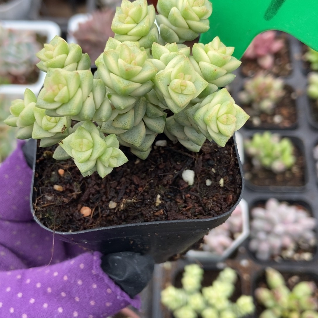 807小米星锦多肉植物