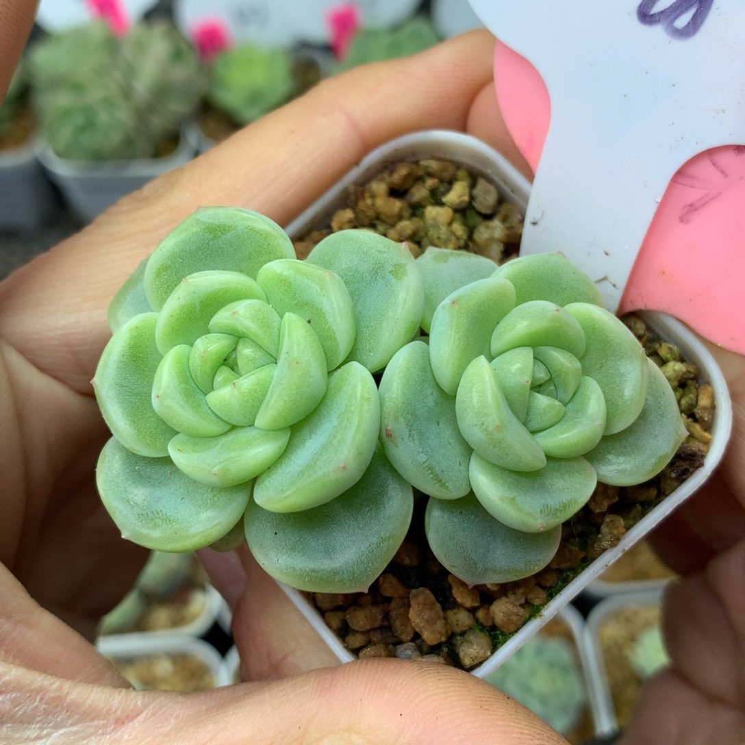 财富密码G双头28