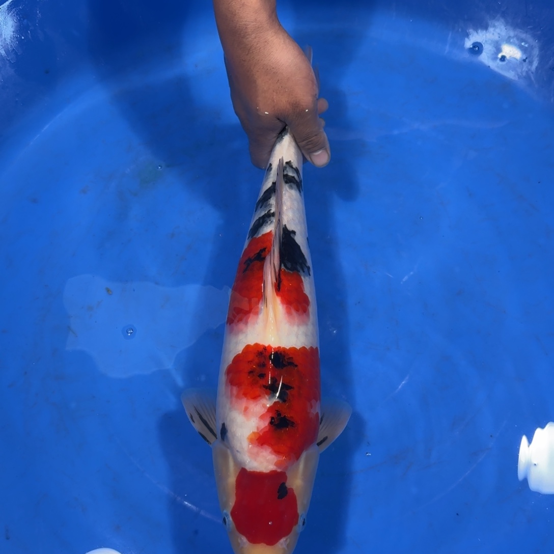 看***行锦鲤阪井大正公鱼40