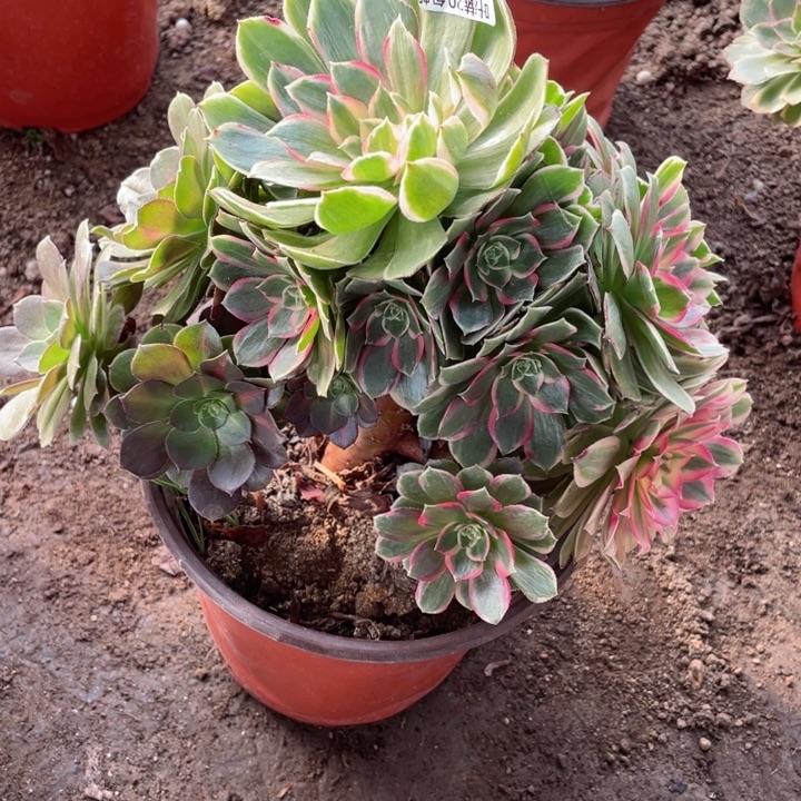 372月华多肉12345578多肉