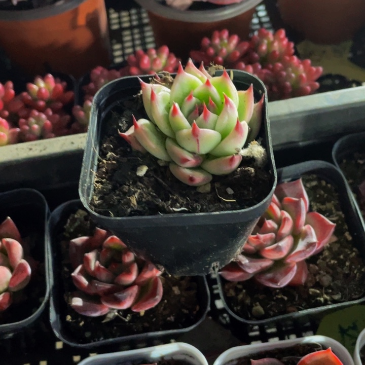 托斯卡带盆土发货