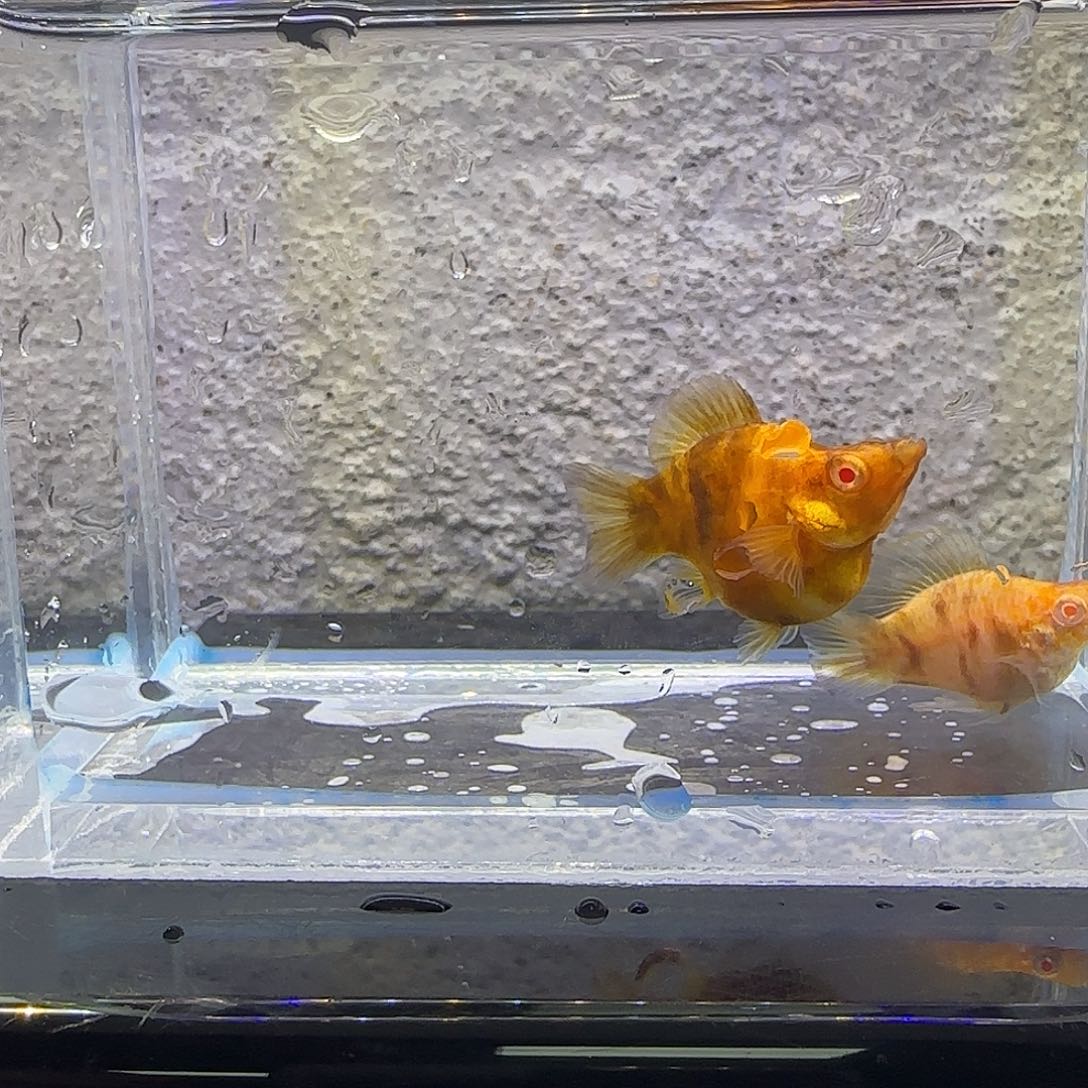 黑玛丽鱼可可大理石。8号