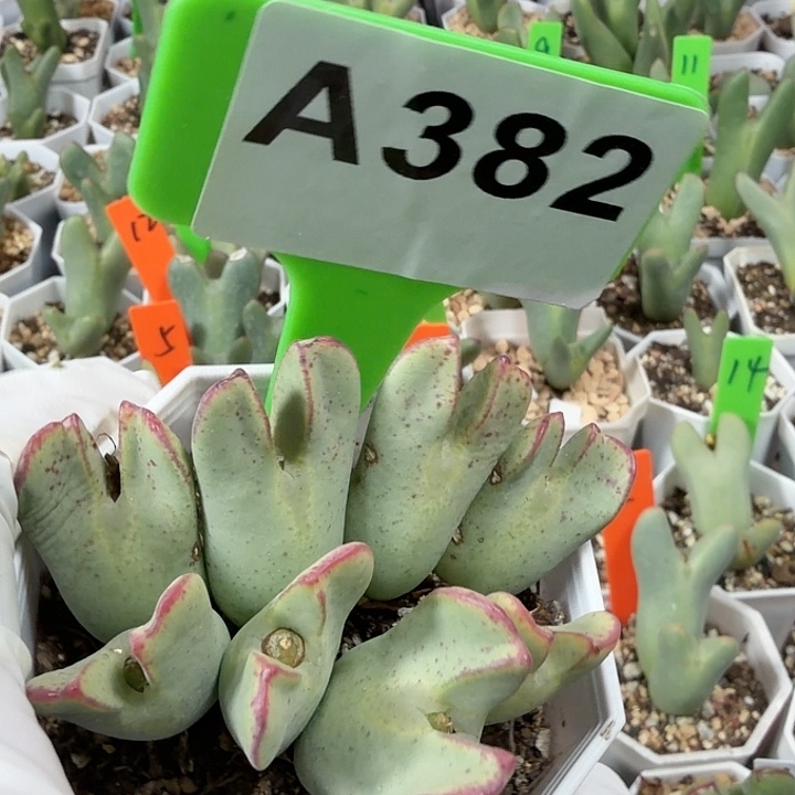 382jjjjjjjhhhhhhhhhbb