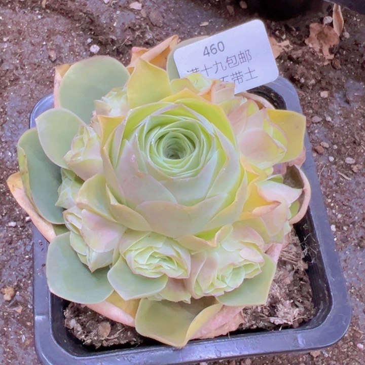 460 裸根不带土发货不包损鹿兜