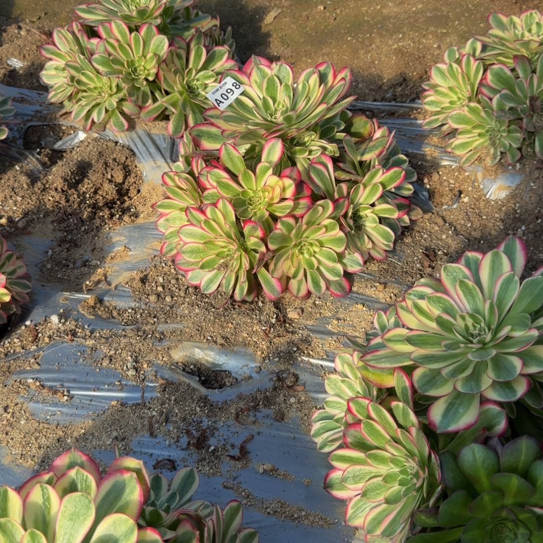 九***秋098瑶光到秋。多肉植物