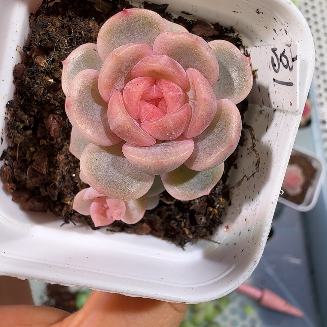 宫花孤品1号双头开播福利多肉