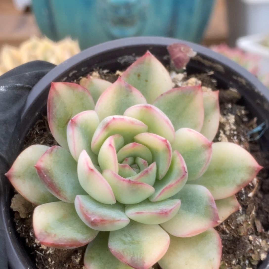 290雨燕座锦锦锦锦锦锦