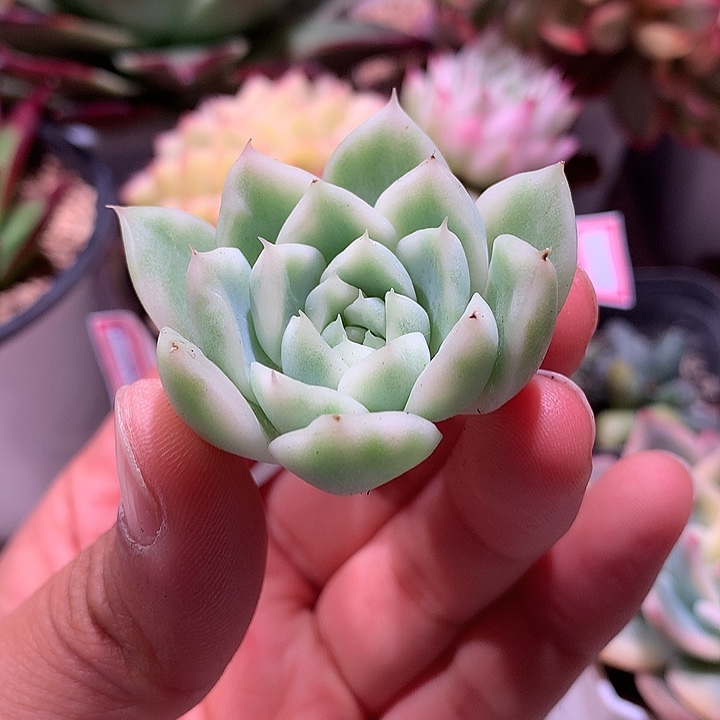 麦秆东云复轮锦锦锦