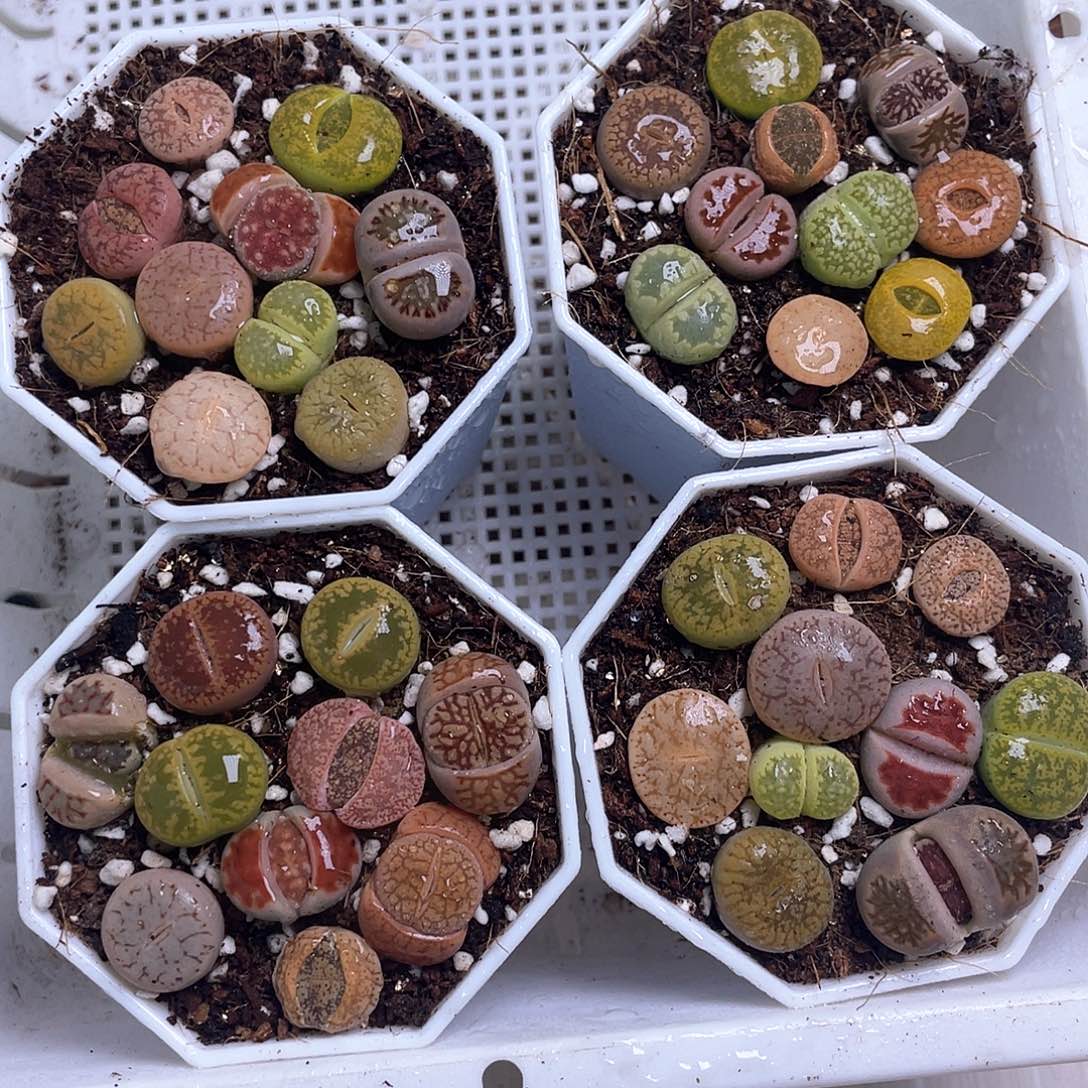 224 随机发货……………………