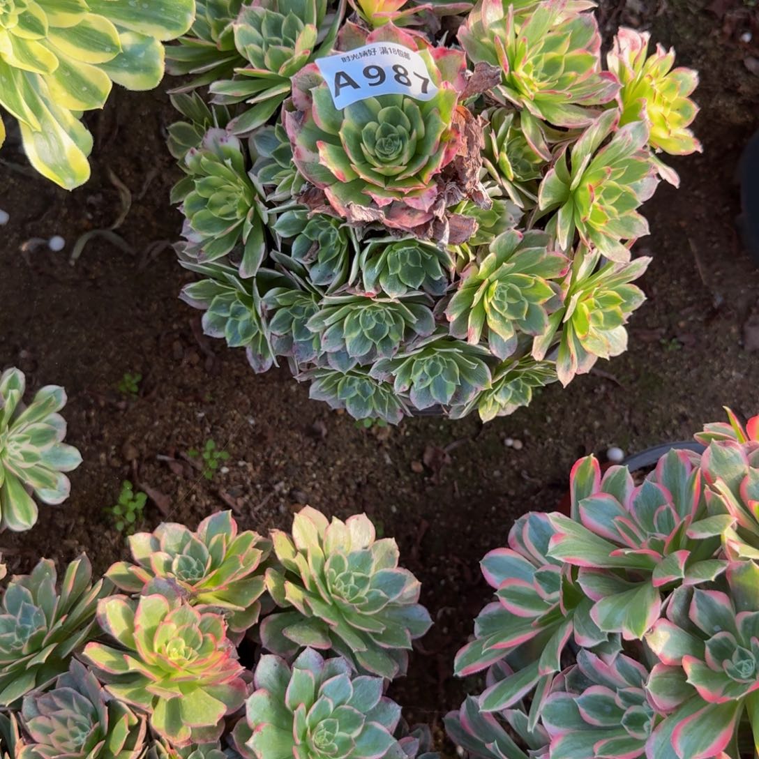 987海鲜。多肉植物