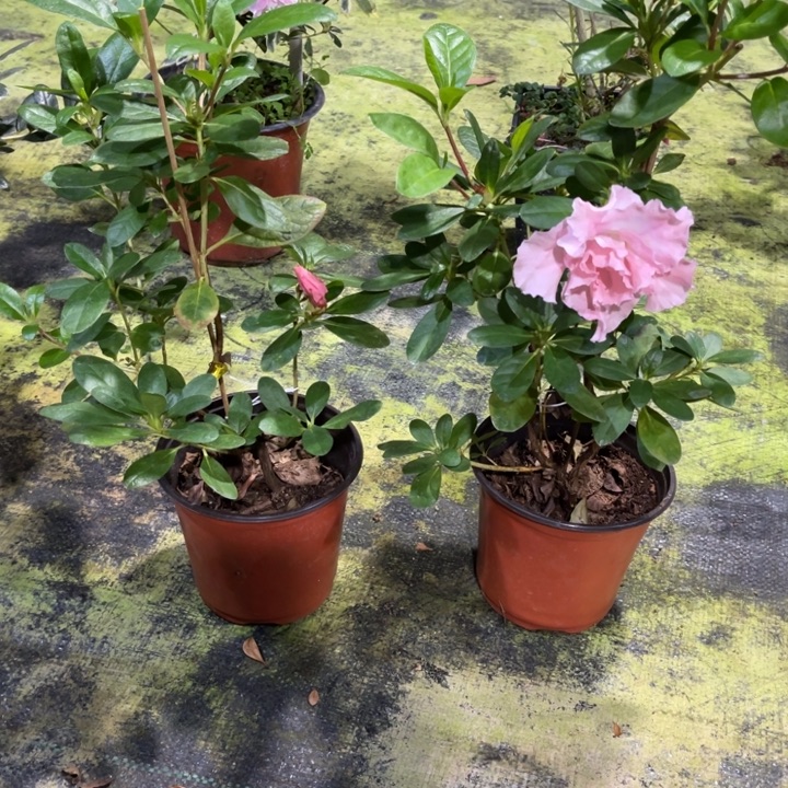 完全开放花仙子红粉双色开花