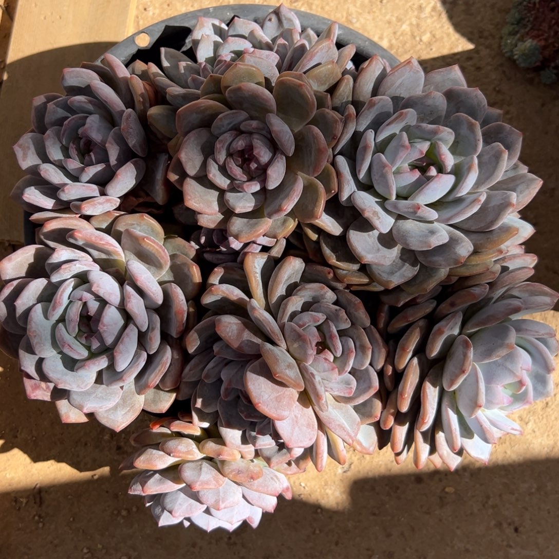 不包整 新年快乐 新年快乐