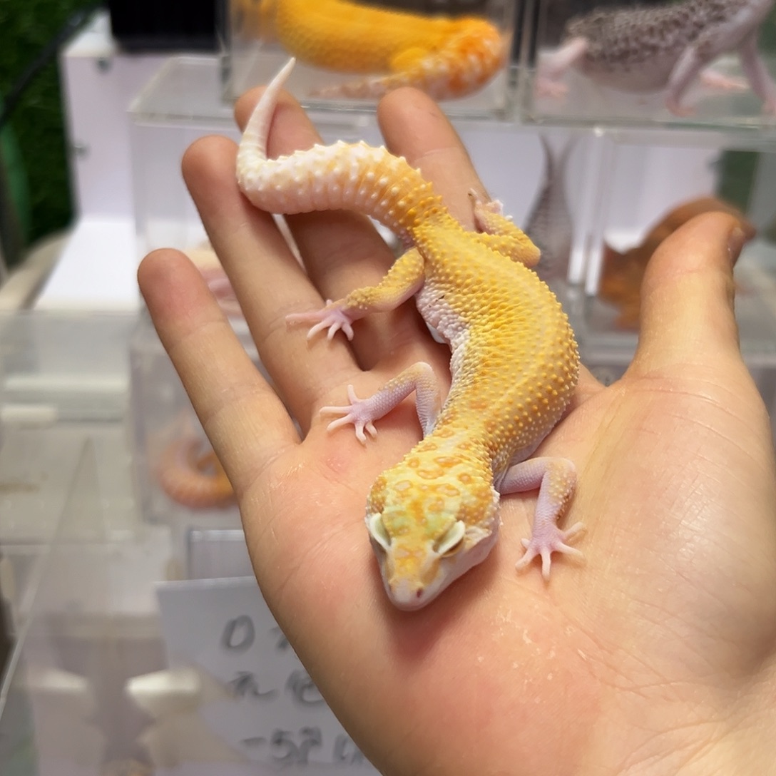 豹纹守宫豹纹守宫