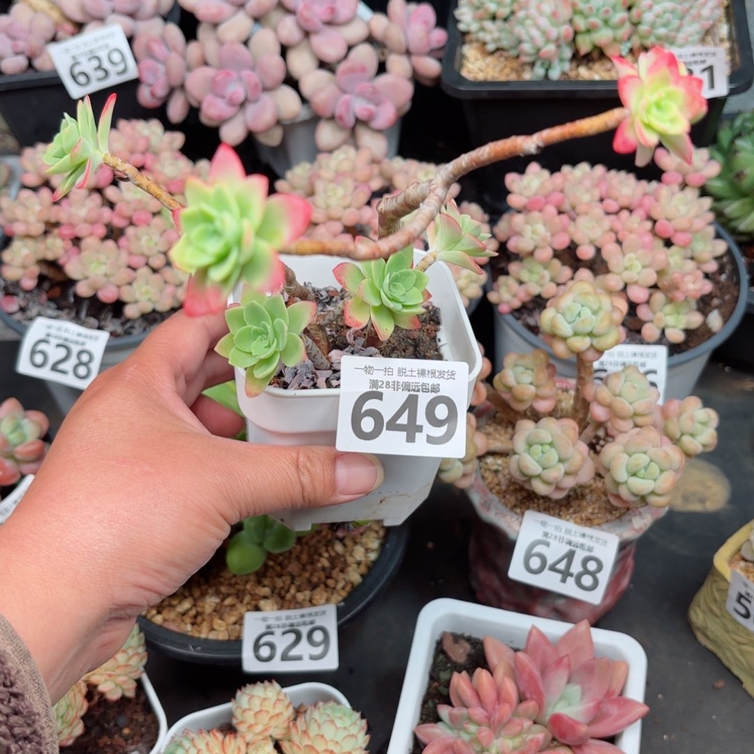 圆叶薄化妆无盆土发货