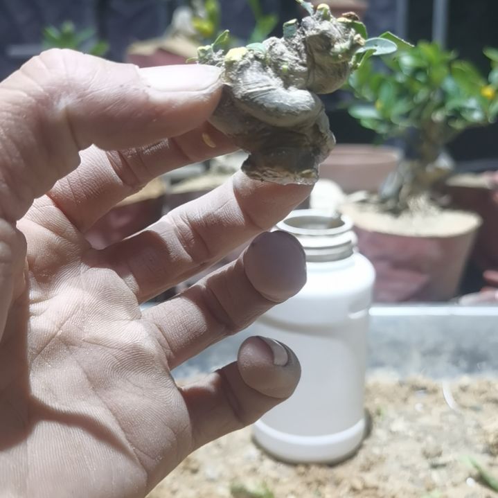 六***顺完全开放金豆小橘子绿植