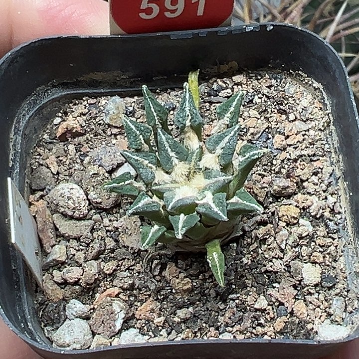 实生母本姬牡丹3.2cm