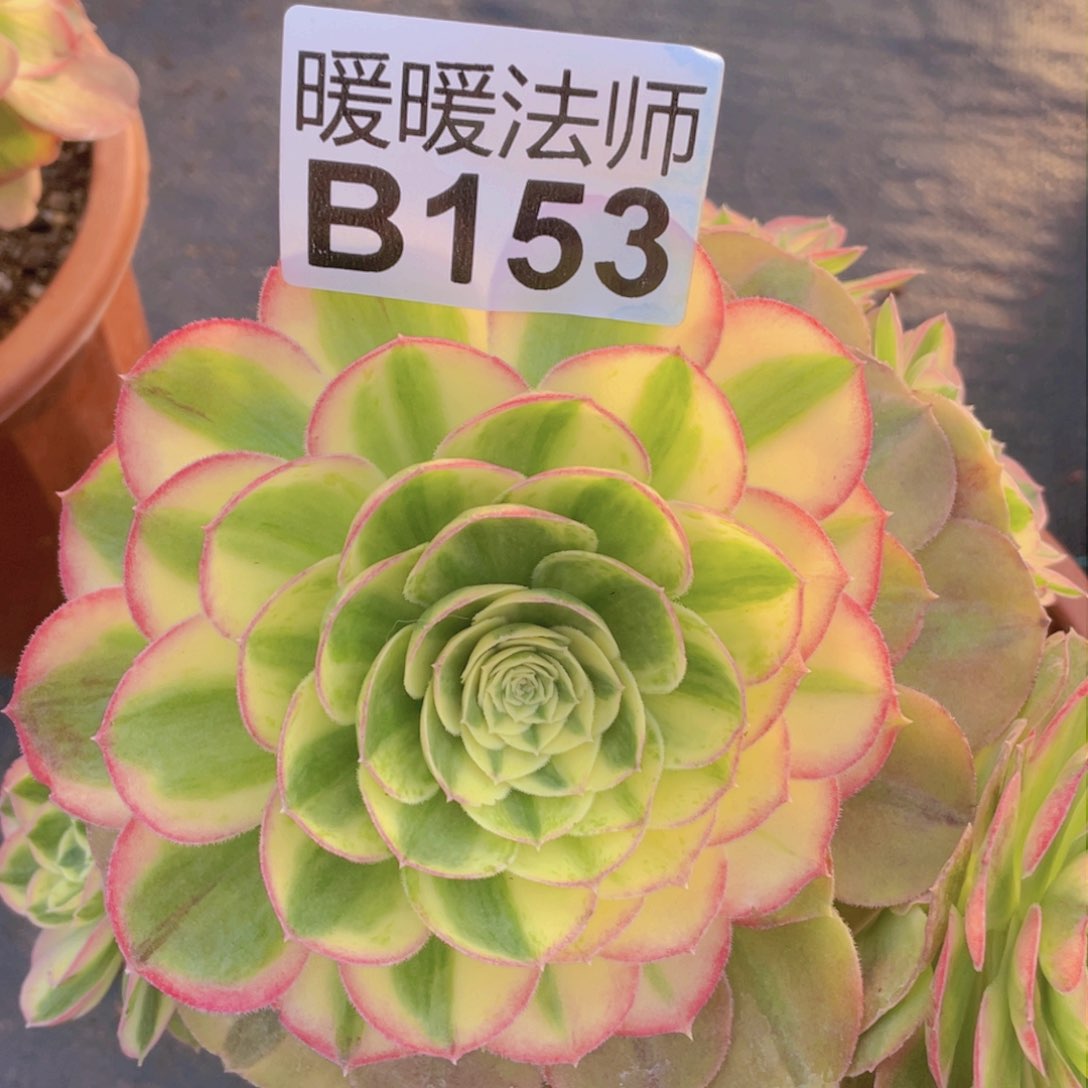 紫砂茶杯153分钻哥哥哈哈哈哈哈