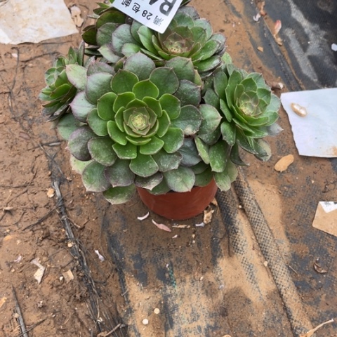 469万圣节不包断枝