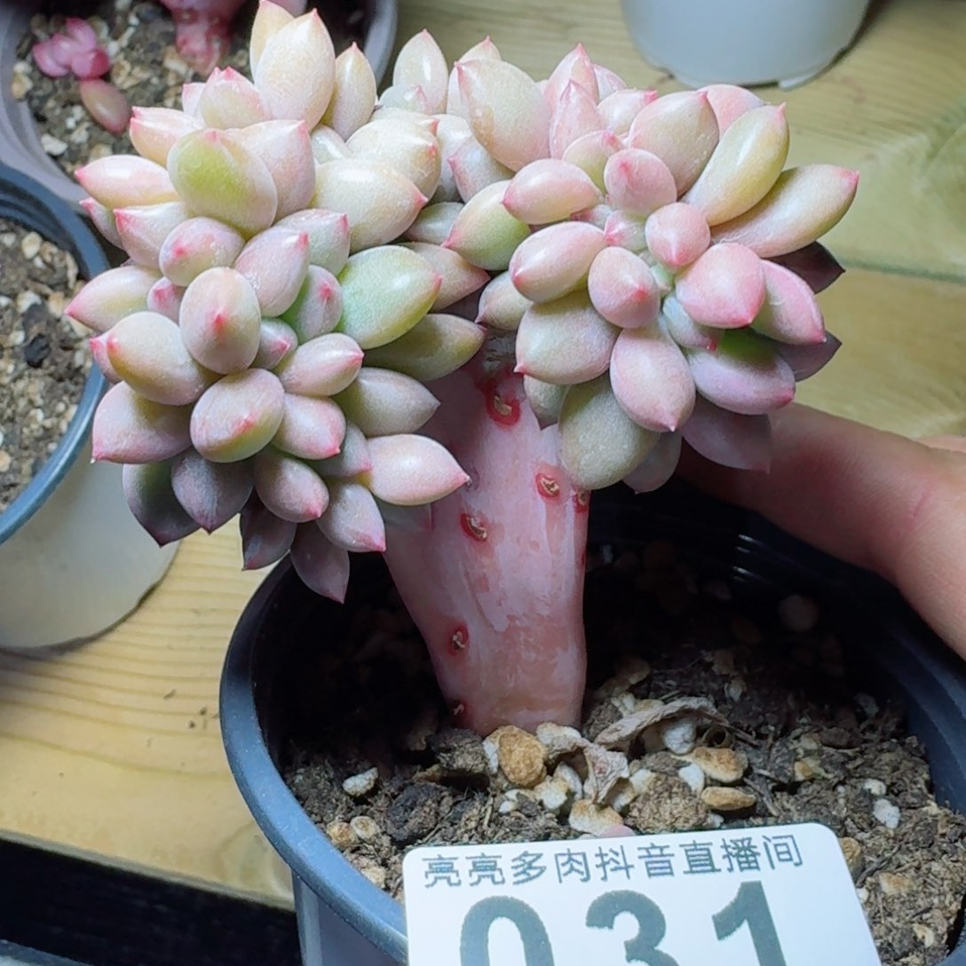 桃花源缀化树桩         多肉植物