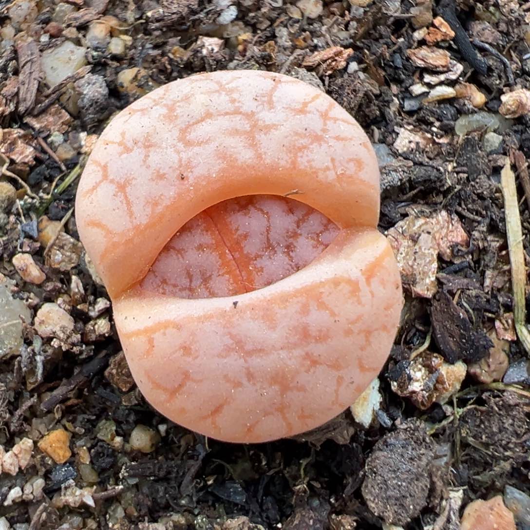 1.27好看的多肉925