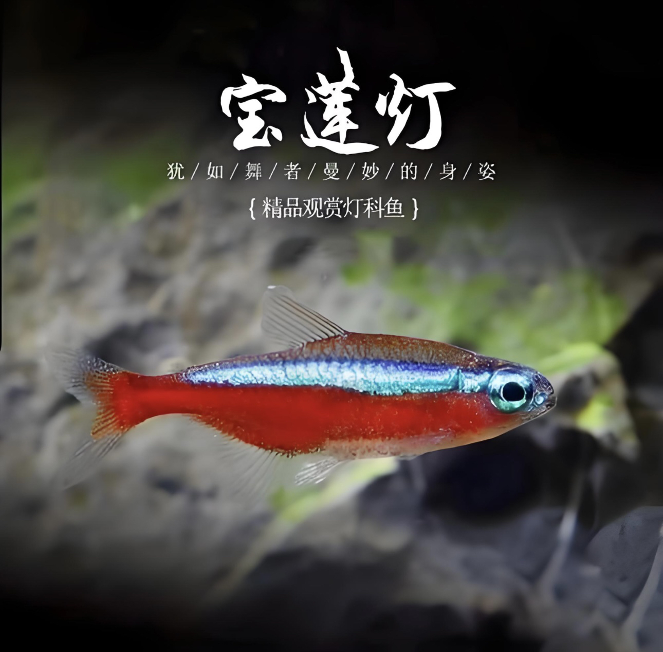 铃沐涵 宝莲灯鱼热带观赏鱼小型灯科鱼淡水群游鱼活体