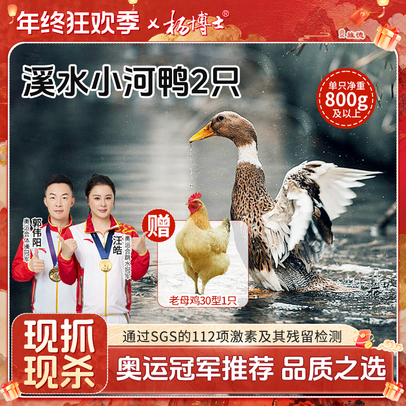 【两只溪水小河鸭送老母鸡（30型）】杨博士溪水放养土鸭子