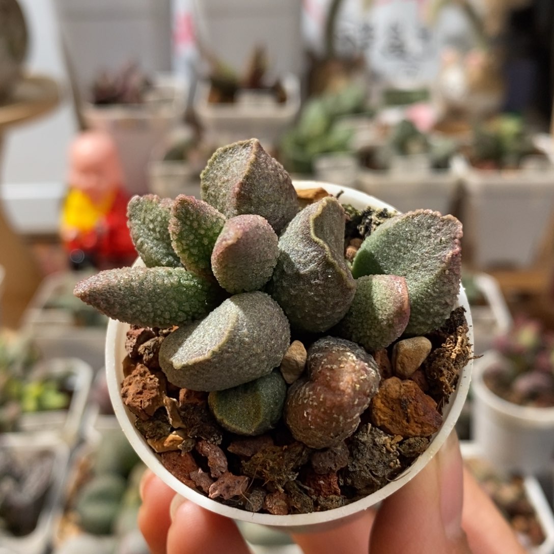 哈默翡翠水泡多肉植物