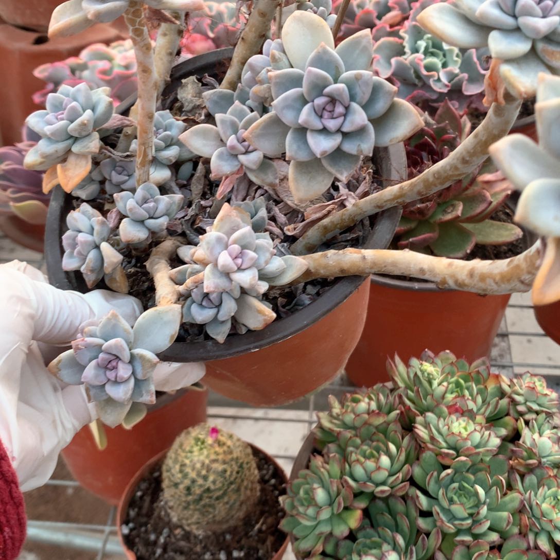 爱**智淡雪多肉植物群生