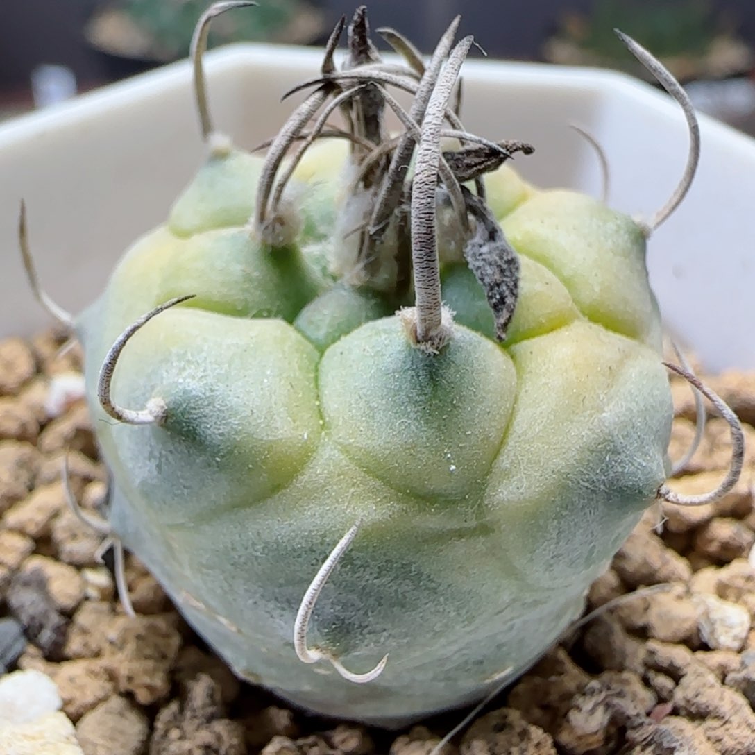 实生娇丽锦多肉000