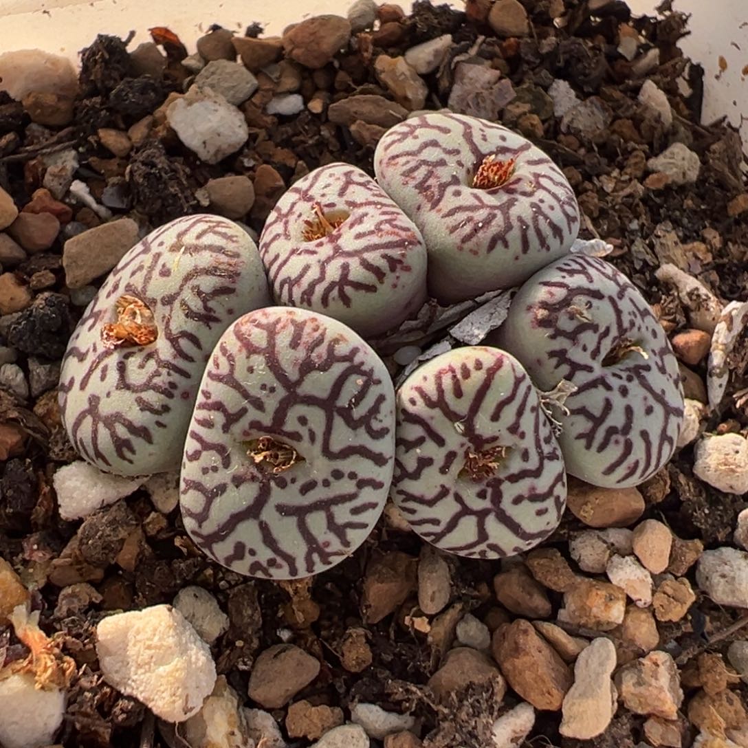 985多肉植物种类多样