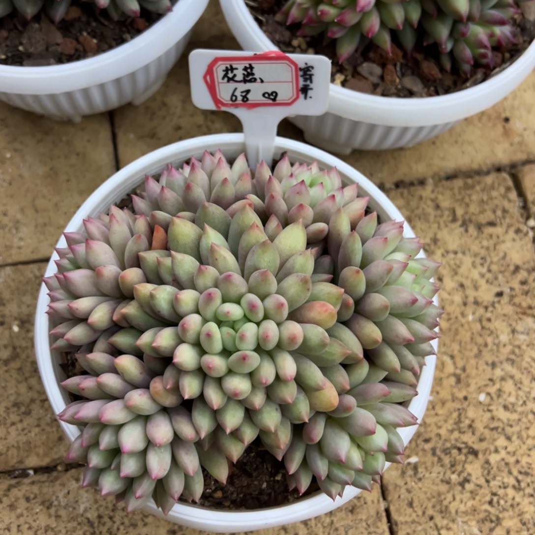 花***离花落68、寄养。                