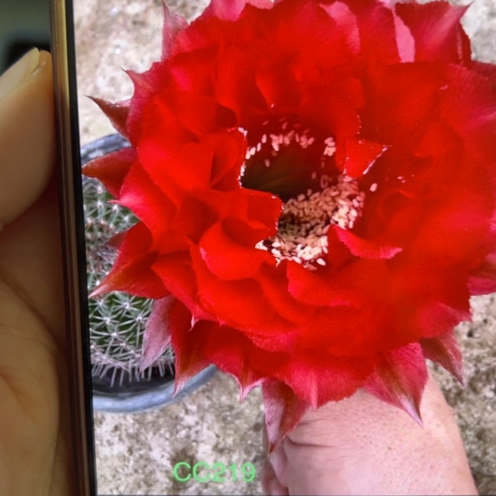 无花朵仙人球侧芽歪红领巾